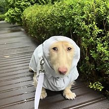 Ben Dingus