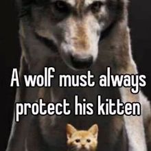 alvcj