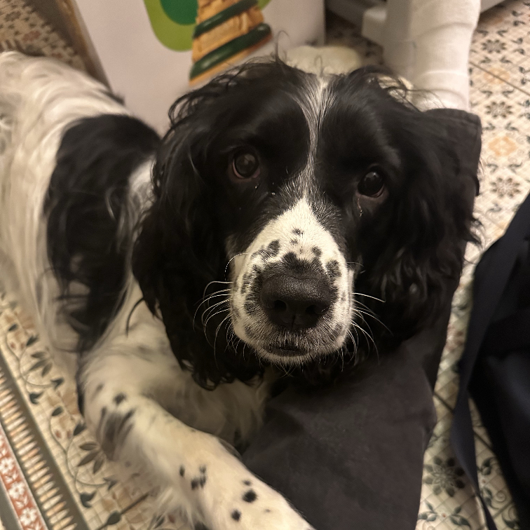 sophie