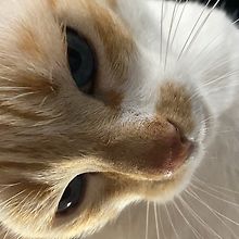 Enzo 