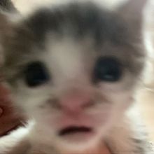 Cleber
