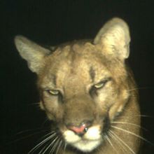savannah