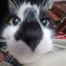 Ixix