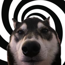Pat