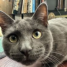 mel 