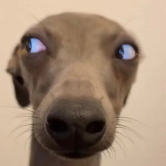 Parker Lachowicz