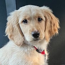 Oscar