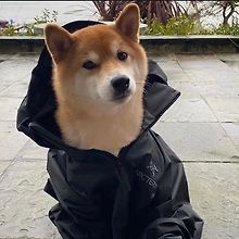 Shiba