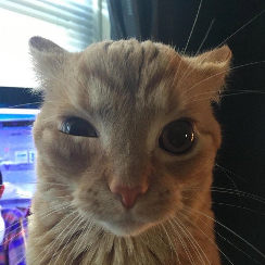 dani