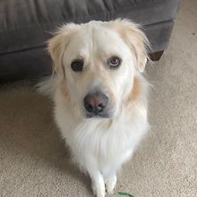 Lily