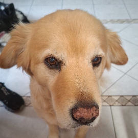 Shai