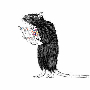 rat