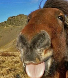 Horsie