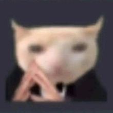 FilmGatito