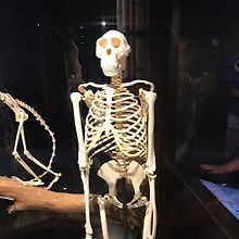 Oscar E