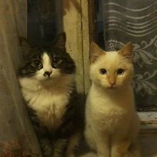 felinlovewithchu