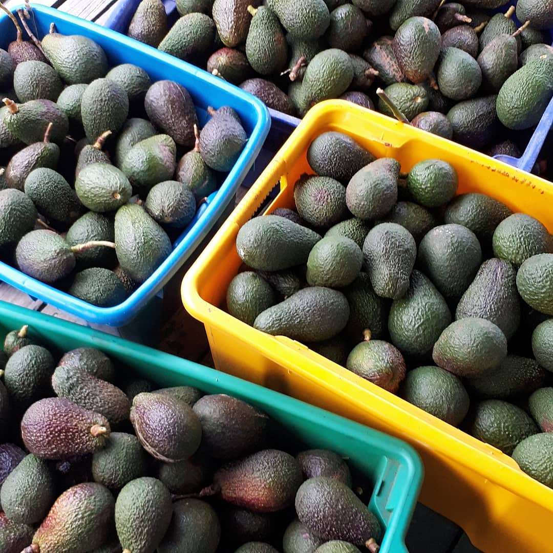 Avocado