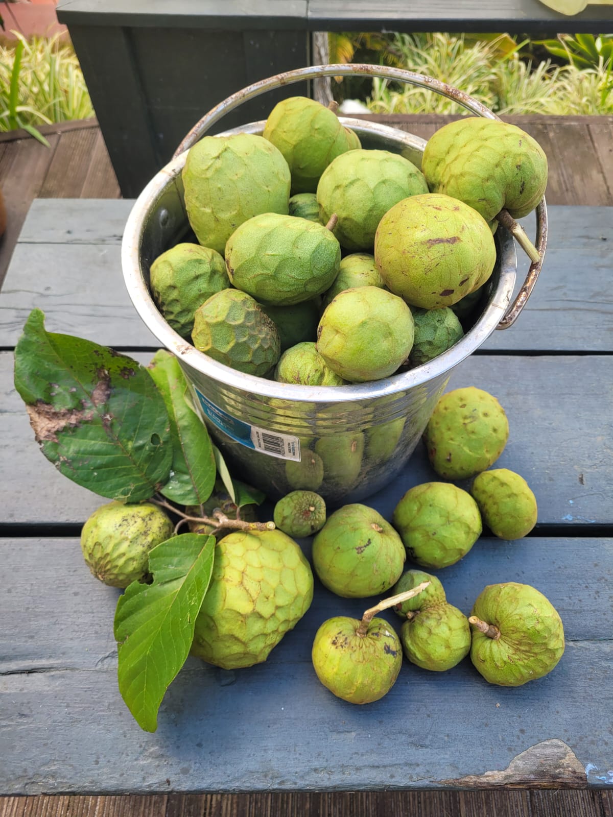Custard Apples image 2