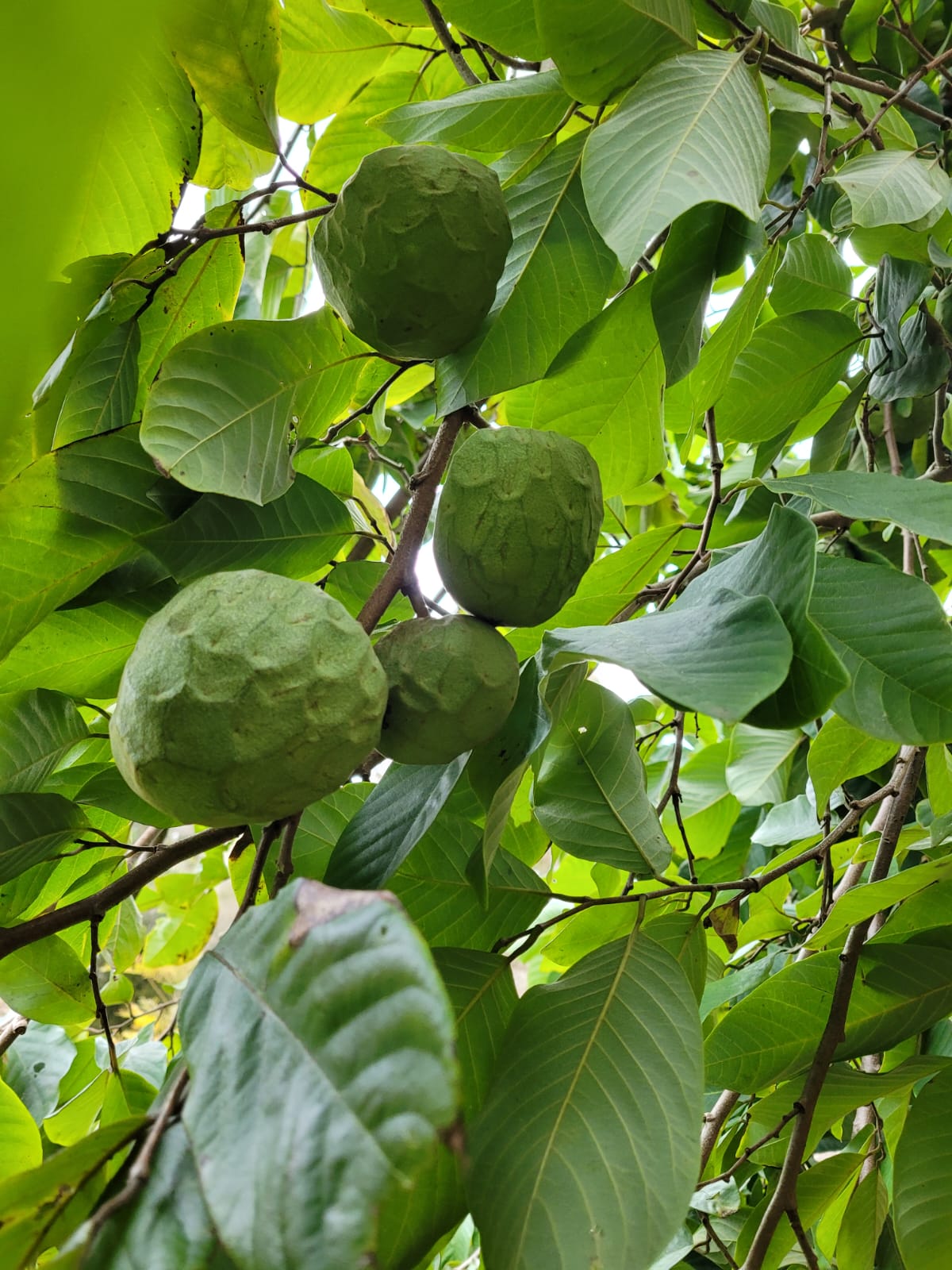 Custard Apples