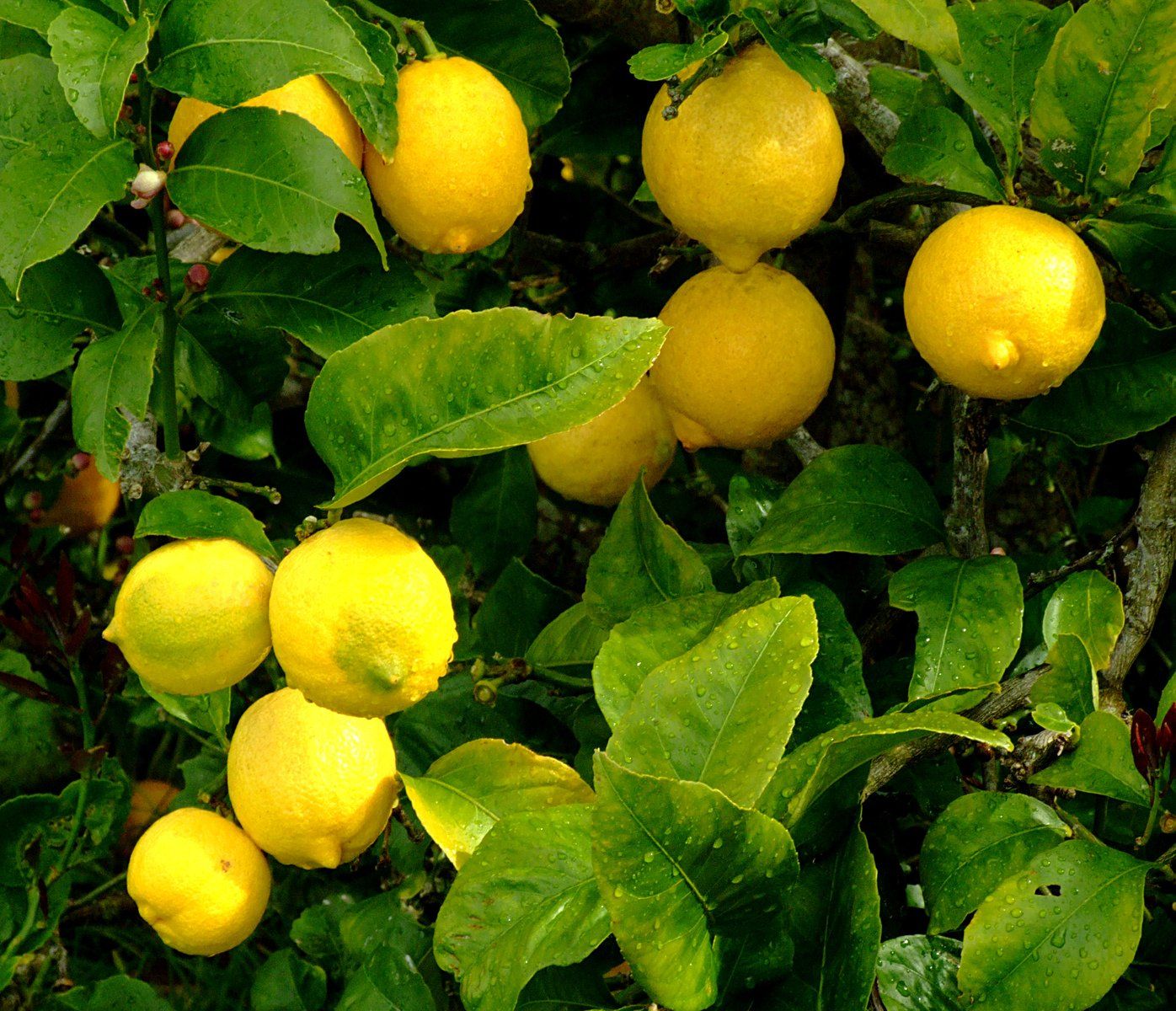 Fresh Lemons