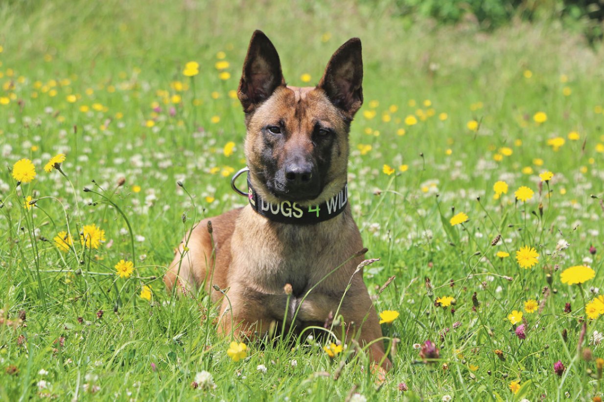 Deployment of Specialist K9 Units