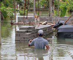 Veterinary Association on standby to assist animals affected by floods ...