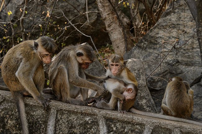 Toque macaque control: CENS proposes food-based sterilisation drugs ...