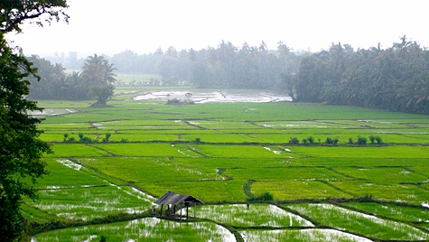Farmers urged to report crop damage from heavy rains | The Morning