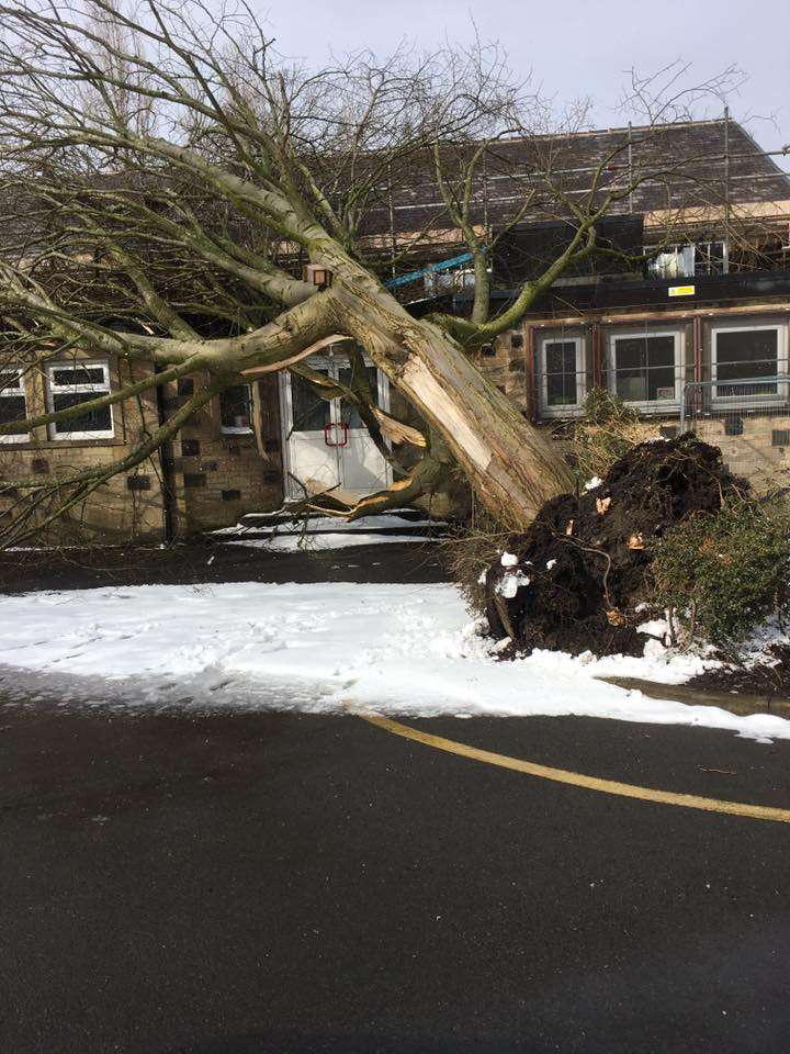 Trees falling on schools: More funding for repairing dilapidated ...