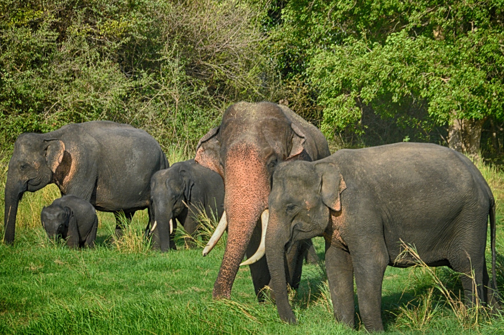 Tales of human-elephant interaction: Evidence on human-elephant ...