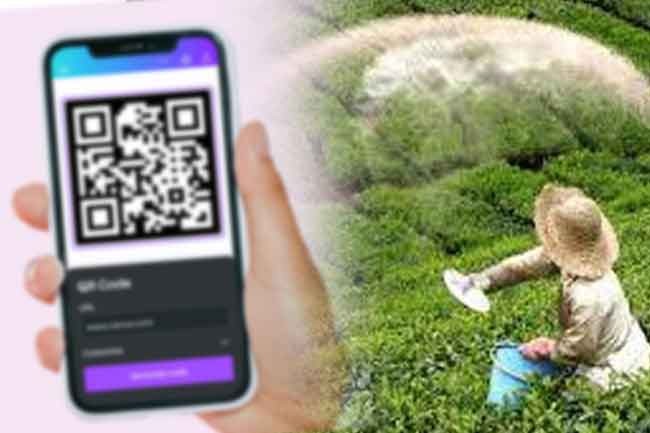 Tea fertiliser subsidy: QR code system from this week | The Morning