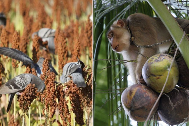 Crop-damaging animals: Delayed census report due this week | The Morning