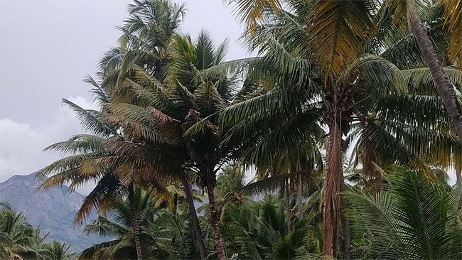 Root wilt disease: 5,000 Coconut trees to be cut in Matara | The Morning