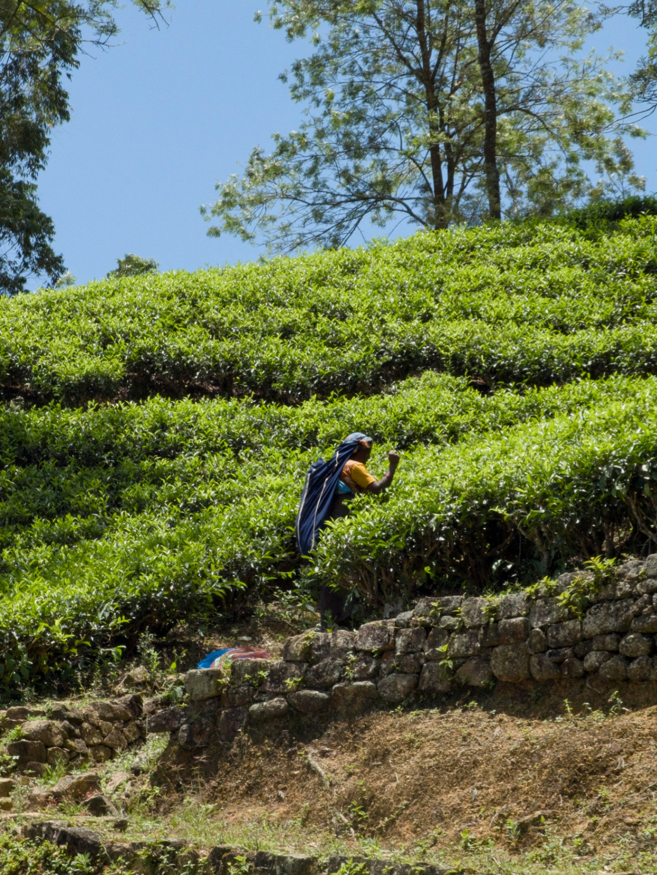 Beyond the Mist: Forging a Mentally Healthy and Safe Future of Work in Sri Lanka