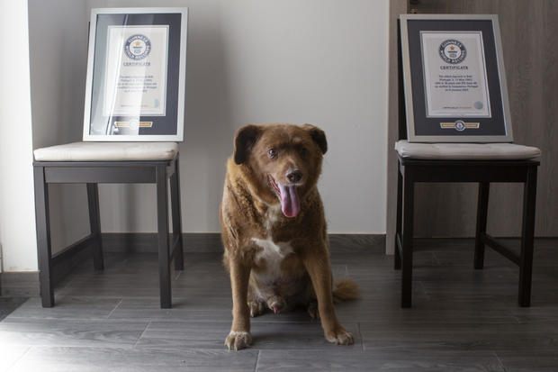 Bobi loses title of world’s oldest dog ever, after Guinness investigation