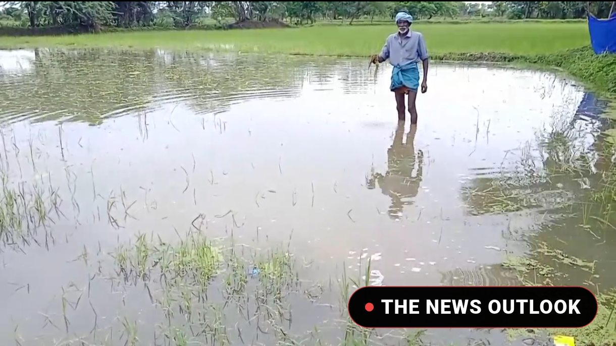 500 ஏக்கர் சம்பா நெற்பயிர்கள் நீரில் மூழ்கி நாசம்: விவசாயிகள் கவலை