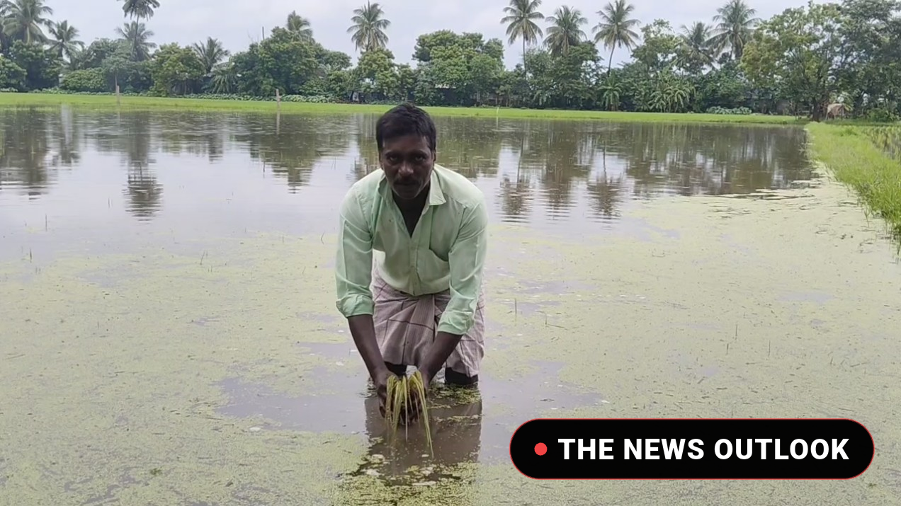 மயிலாடுதுறை மாவட்டத்தில் தொடர்மழையால் 2,500 ஏக்கருக்கு மேல் சம்பா இளம் பயிர்கள் நீரில் மூழ்கின:  வடிகால் வாய்க்கால்களைத் தூர்வார விவசாயிகள் கோரிக்கை :-