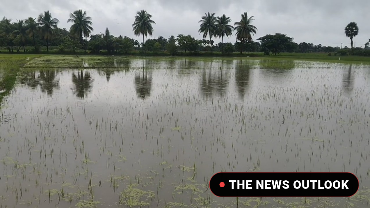 மயிலாடுதுறை மாவட்டத்தில் தொடர்மழையால் 2,500 ஏக்கருக்கு மேல் சம்பா இளம் பயிர்கள் நீரில் மூழ்கின: வடிகால் வாய்க்கால்களைத் தூர்வார விவசாயிகள் கோரிக்கை :- - 2