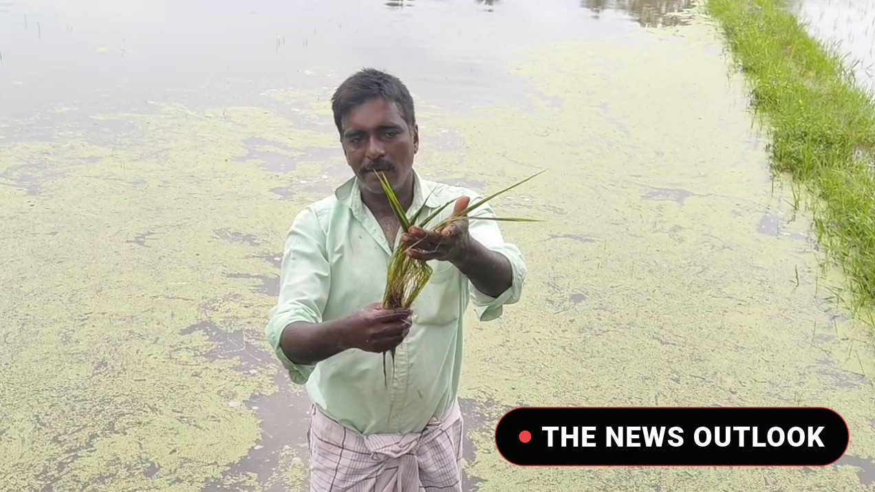 மயிலாடுதுறை மாவட்டத்தில் தொடர்மழையால் 2,500 ஏக்கருக்கு மேல் சம்பா இளம் பயிர்கள் நீரில் மூழ்கின: வடிகால் வாய்க்கால்களைத் தூர்வார விவசாயிகள் கோரிக்கை :- - 3