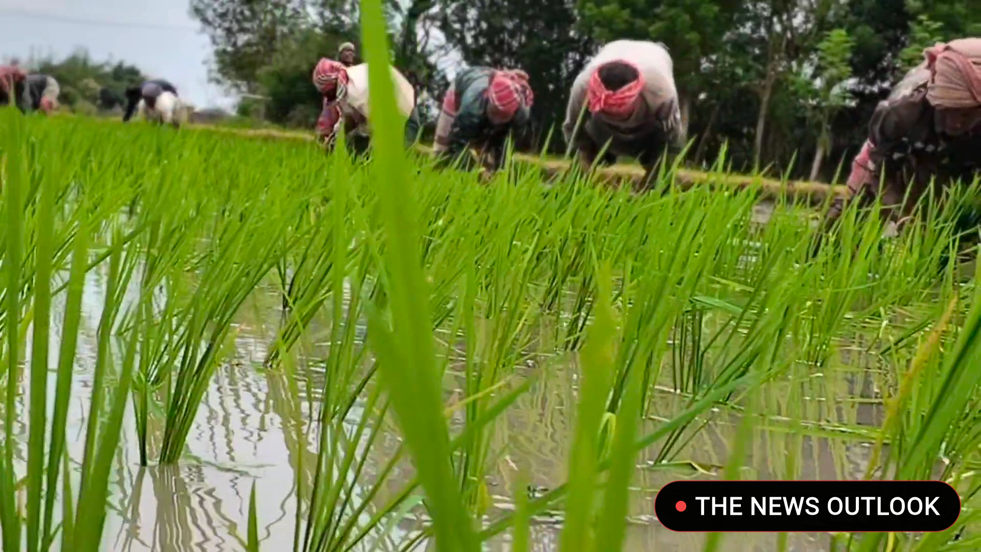 அரியலூர் -ஜெயங்கொண்டம் அருகே ஆட்கள் பற்றாக்குறையால் வட மாநில தொழிலாளர்களை கொண்டு நடவு பணிகள் மும்முரம்