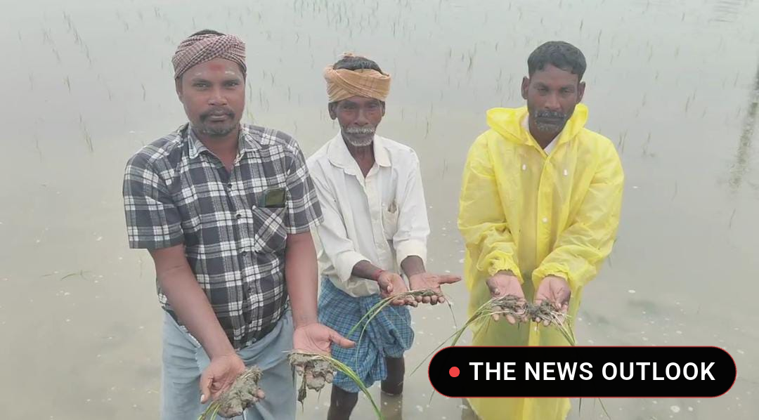 தொடர் கனமழை: 300 ஏக்கர் சம்பா பயிர்கள் நீரில் மூழ்கி சேதம்! - 1