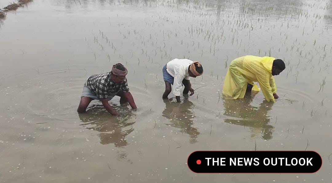 தொடர் கனமழை: 300 ஏக்கர் சம்பா பயிர்கள் நீரில் மூழ்கி சேதம்! - 2
