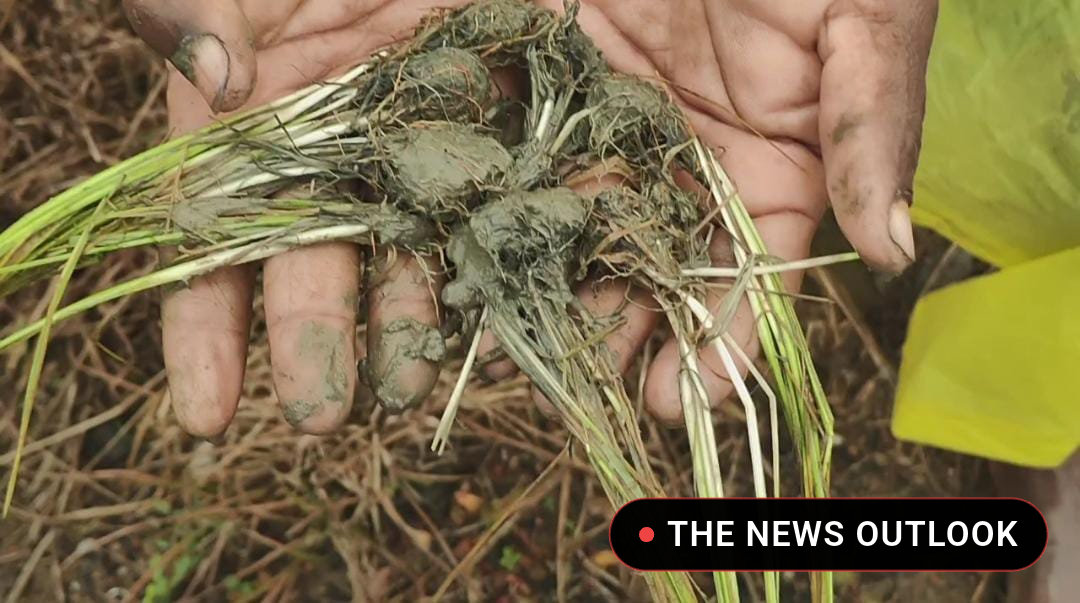 தொடர் கனமழை: 300 ஏக்கர் சம்பா பயிர்கள் நீரில் மூழ்கி சேதம்! - 3