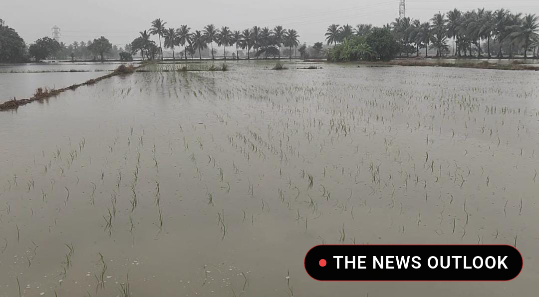 தொடர் கனமழை: 300 ஏக்கர் சம்பா பயிர்கள் நீரில் மூழ்கி சேதம்! - 4