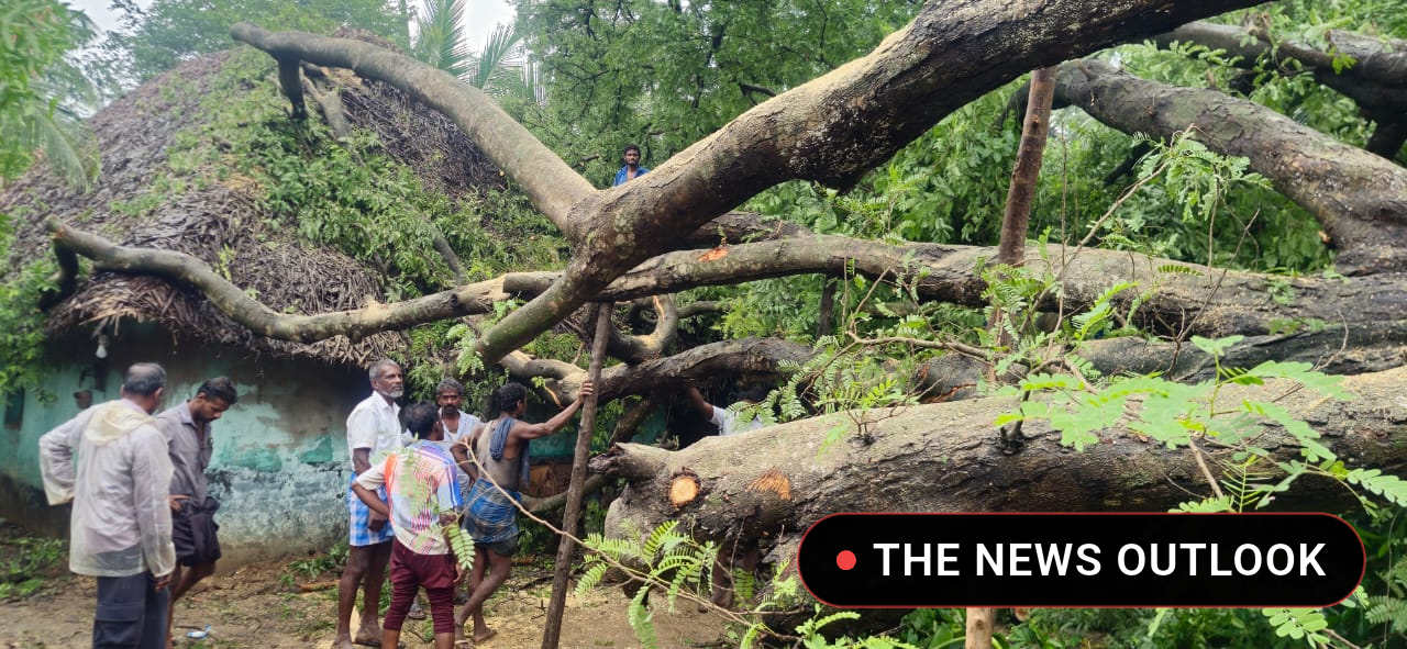 தொடர் மழையால் வேரோடு சாய்ந்த 80 ஆண்டு மரத்தால் இரண்டு கூரை வீடுகள் சேதம்! - 5