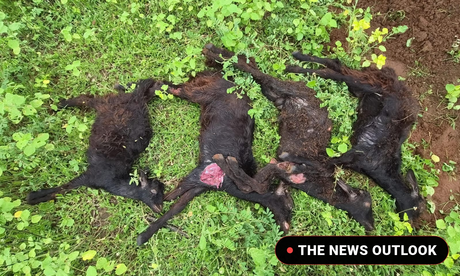 செந்துறை அருகே தெரு நாய்கள் கடித்து குதறியதில் 5 ஆடுகள் பலி