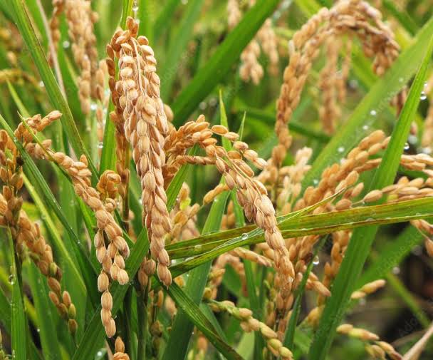 திருவண்ணாமலை: நெல் பயிர் காப்பீடு செய்ய நவ.16 கடைசி நாள்