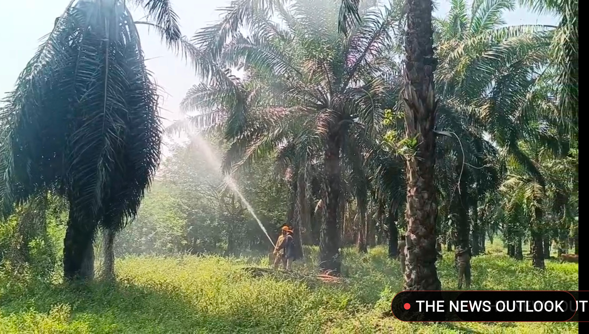 அரியலூர் - ஜெயங்கொண்டம் அருகே பாமாயில் மரம் பற்றி எரிந்ததால் பரபரப்பு
