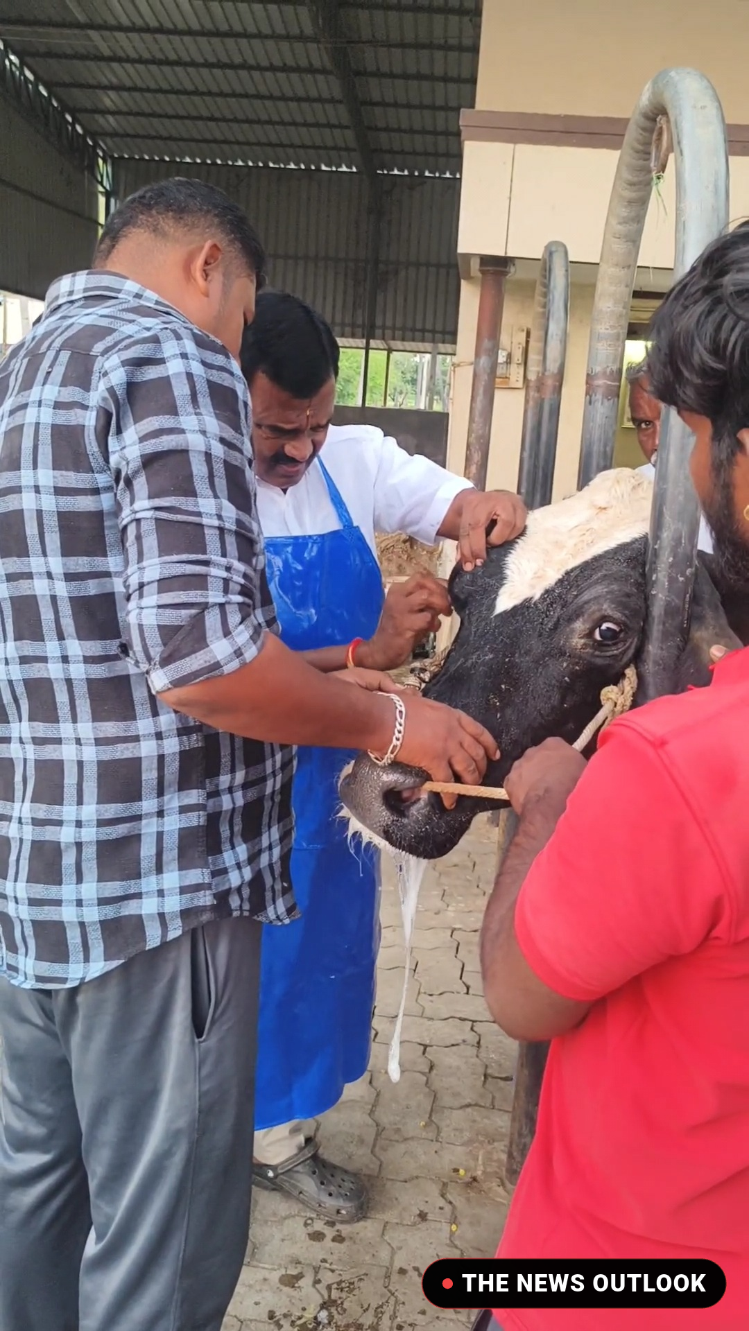 சொந்தத் தொழிலை மறவாத எம்.எல்.ஏ: கால்நடைகளுக்கு சிகிச்சை அளித்த திருப்பதி!
