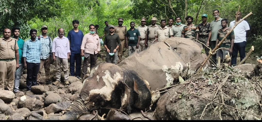 ஸ்ரீவில்லிபுத்தூர்: பாறையில் தவறி விழுந்து பெண் யானை பலி!